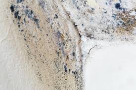 Best Black Mold Removal  in North Hornell, NY